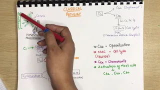 The Complement System (Part 1) | The Classical Pathway | Membrane Attack Complex