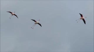 Flying Flamingos, Camargue, France