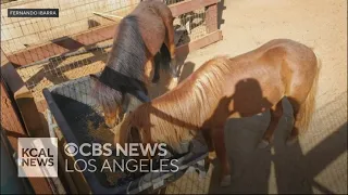 Riverside County man's two pet ponies apparently shot to death