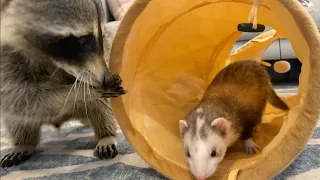 Cheeto The Raccoon Meets ferrets for the first time!