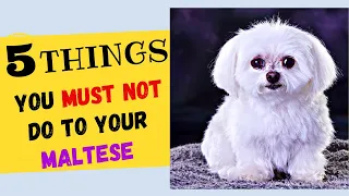 5 Things You Must NOT Do To Your Maltese Dog! All Maltese Dog Owners Must Watch!