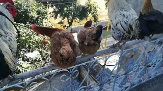 My flying hens