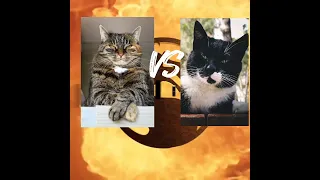 Серьезный бой котов. Кто кого? (Mortal Kombat cat)