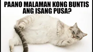 PAANO MALAMAN KONG BUNTIS ANG ISANG PUSA?