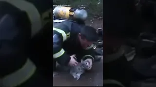 Пожарный спасает кошку / a firefighter rescues a cat #животные #pets #animals #animalshortsvideo
