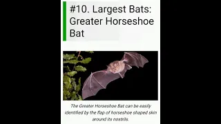 Top 10 Largest Bats in the world