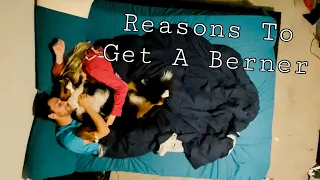 Reasons You SHOULD Get A Bernese Mountain Dog