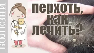 Почему появляется перхоть у собак и кошек? Советы ветеринара