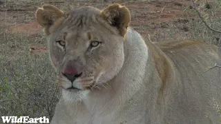 WildEarth - Sunrise Safari - 06 June 2023