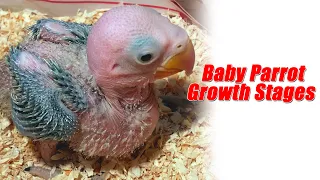 Baby Alexandrine Parrot Growth Stages
