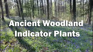 Ancient Woodland Indicators