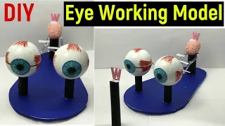 eye working model - human eye working model - working model of eye -diy-  eye model -science project