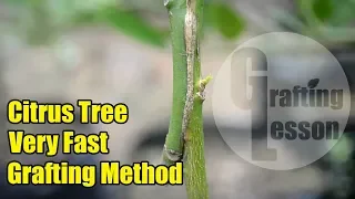 Grafting Method On Citrus Tree 100% Success