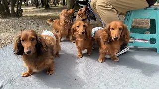 【ダックス】花見に来たけど...僕たち人見知りなんです  Dog and Park Scary Dachshund