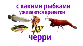 С какими рыбками уживаются креветки вишенки, ЧЕРРИ !?!(Neocaridina Heteropoda var. Red )