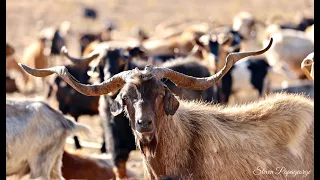 Γίδια τρέχουν για νερό και αλάτι , Goats 🐐 going for water and salt