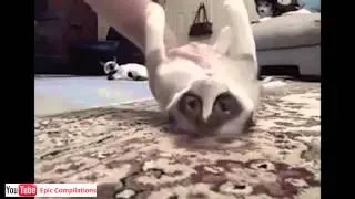 Funny Cats / Cute Cats Compilation - 60 minutes!! [HD][HQ] Glennos