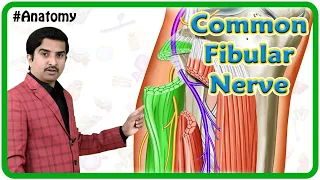 Common fibular (peroneal) nerve Animation: Course, Branches, Motor and sensory innervation | USMLE