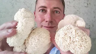 Blackberry comb (Hericium) - we taste together!