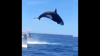 dolphin🐬 fun & Masti time #viral #trending #dolphin #dolphins #tiktokvideo #happy #snackvideo #short