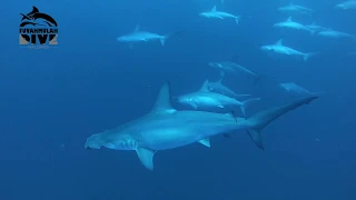 Hammerheads / Fuvahmulah /Maldives 2019