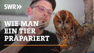 How to taxidermy an animal | SWR Craftsmanship