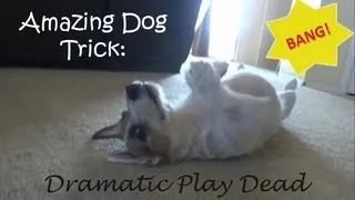 Jesse Dramatically Plays Dead: Amazing Dog Trick