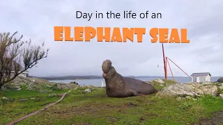 Day in the Life of an Elephant Seal (Mirounga angustirostris)