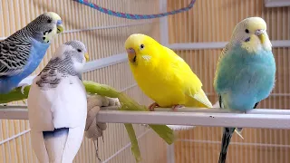 10 Hr If your budgies don’t chirp, playing this video will help lonely parakeet bird start to chirp.