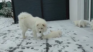 Samojeden Familie. Samojeden Welpen im Schnee. B-Wurf