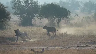 White lioness wins impala in pride food squabble | andBeyond Ngala | WILDwatch