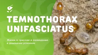 Temnothorax unifasciatus - крошечные обитатели муравьиного мира  Димон и пумба