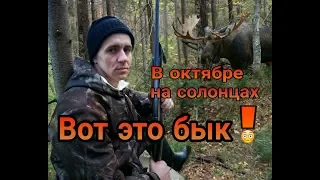 В октябре на солонцах - вот это бык!