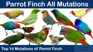 Parrot Finch Mutations  -  All 14 Mutations of Parrotfinch