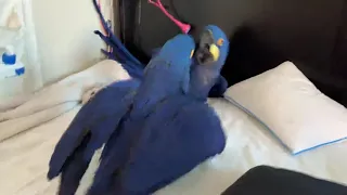 Heart melting playing between hyacinth macaw parrots!