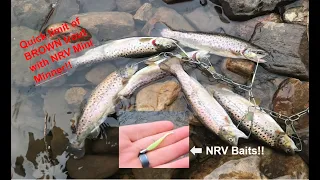 QUICKEST LIMIT of BROWN TROUT at Wilson's Creek!!! NRV Baits Mini Minner!