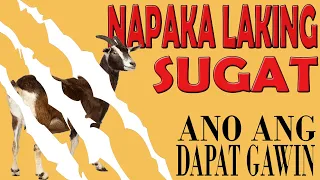 NAPAKALAKING SUGAT | Ano ang Dapat Gawin | Big CUT Big Goat WOUND: what to do