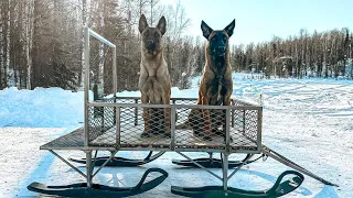 Alaska Remote Cabin Preps-DIY Enclosed Dog Sled 🐕🐕+ Starting our Chicken Coop Build!