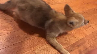 Orphaned baby coyote