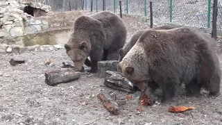 Bears and rotten log