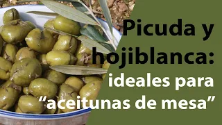 Cómo preparar las aceitunas como "aceitunas de mesa" | Cómo aliñar las aceitunas para aperitivo