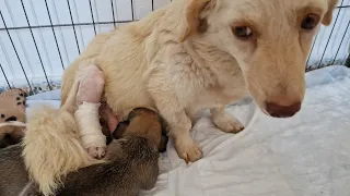 Helping an injured stray mother dog  to raise her newborn babies .