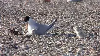 Space Center Least Terns