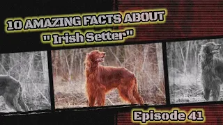 10 fascinating facts about Irish Setter.