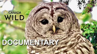 Haunt of the Barred Owl | Nature Documentary | Owls of the Northern Boreal Forest | Canada Wild 🇨🇦