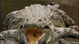 Documentary Film Super Crocodile Nat Geo Wild Documentary 2017 HD