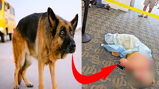 Dog won't leave Women alone, When Her Husband discovers the reason, they call the police...