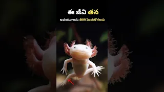 This Creature Can Regrow Its Limbs ? #creature #axolotl #regrowth #biology #science #limbs #creature