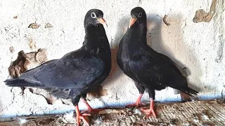 Голуби Руслана. УЗБЕКИСТАН Кормление и Гон Голубей. Pigeons Ruslan. UZBEKISTAN.