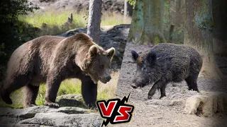 Бурый медведь против Дикого кабана КТО ПОБЕДИТ в схватке тяжеловесов